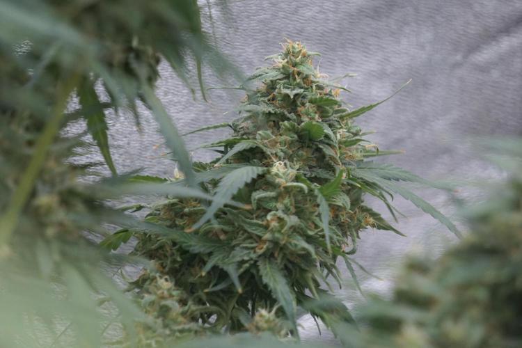 Dognabis 035 Permanent Marker (Zamnesia). Week 12 - Permanent Marker #2