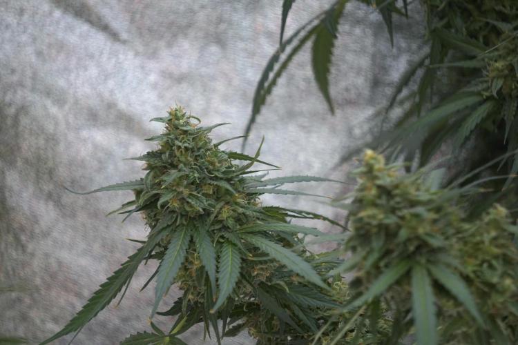 Dognabis 035 Permanent Marker (Zamnesia). Week 12 - Permanent Marker #2