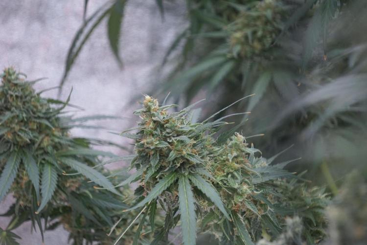 Dognabis 035 Permanent Marker (Zamnesia). Week 12 - Permanent Marker #2