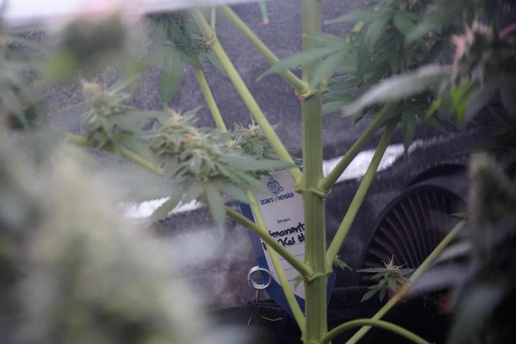 Dognabis 035 Permanent Marker (Zamnesia). Week 12 - Permanent Marker #2