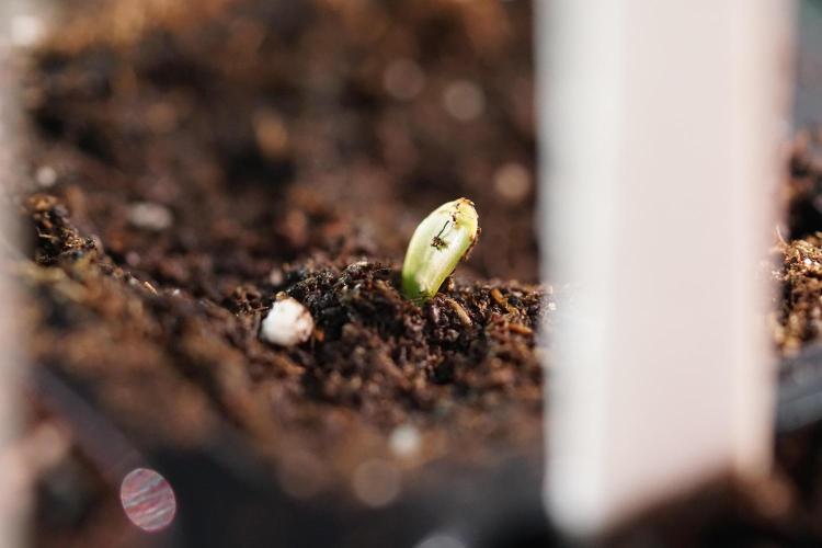 TicaL X Zamnesia-NectarDrip pack#268/750. Week 1 - week 1