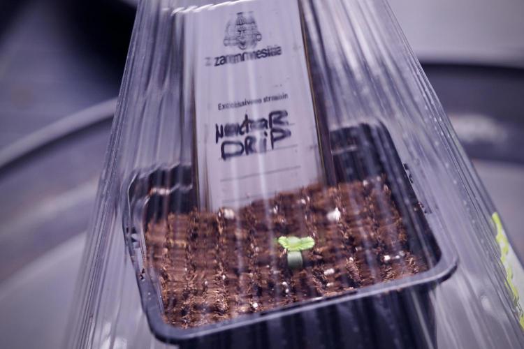 TicaL X Zamnesia-NectarDrip pack#268/750. Week 1 - week 1