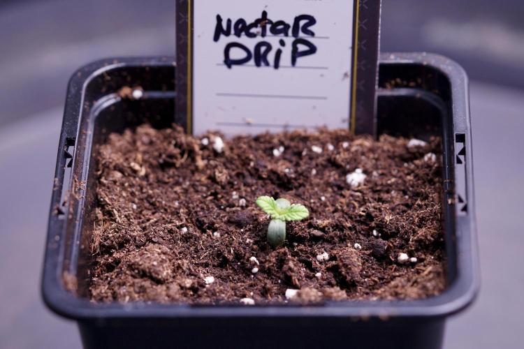 TicaL X Zamnesia-NectarDrip pack#268/750. Week 1 - week 1