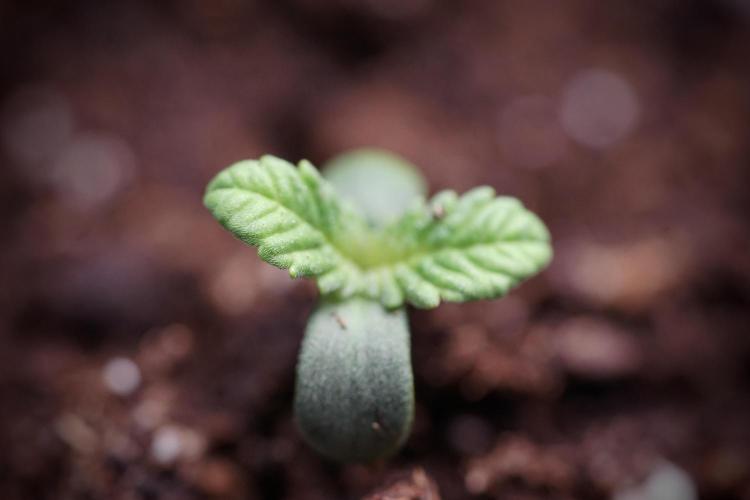 TicaL X Zamnesia-NectarDrip pack#268/750. Week 1 - week 1