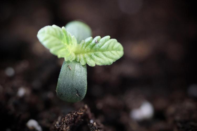 TicaL X Zamnesia-NectarDrip pack#268/750. Week 1 - week 1