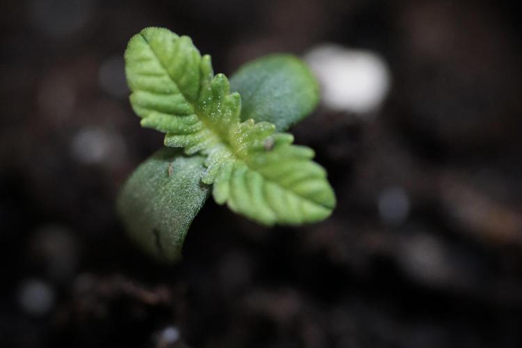 TicaL X Zamnesia-NectarDrip pack#268/750. Week 1 - week 1