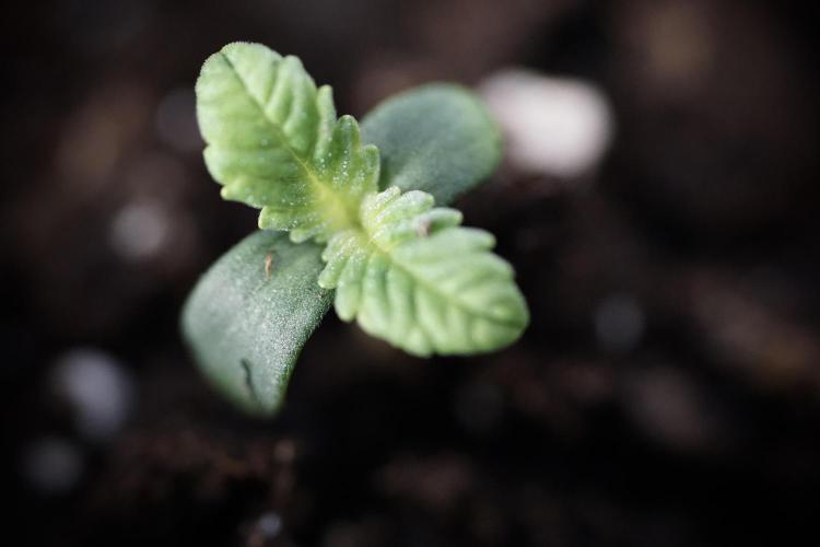 TicaL X Zamnesia-NectarDrip pack#268/750. Week 1 - week 1