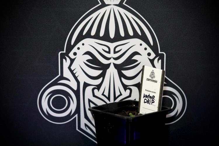 TicaL X Zamnesia-NectarDrip pack#268/750. Week 1 - week 1