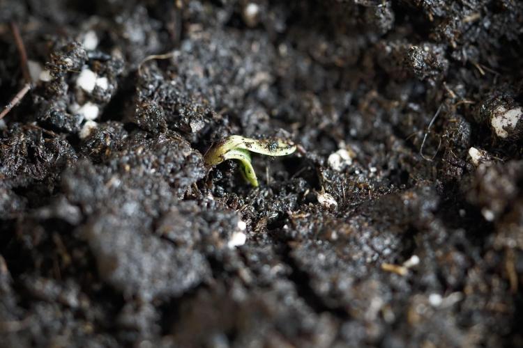 TicaL X Zamnesia-NectarDrip pack#268/750. Week 1 - week 1