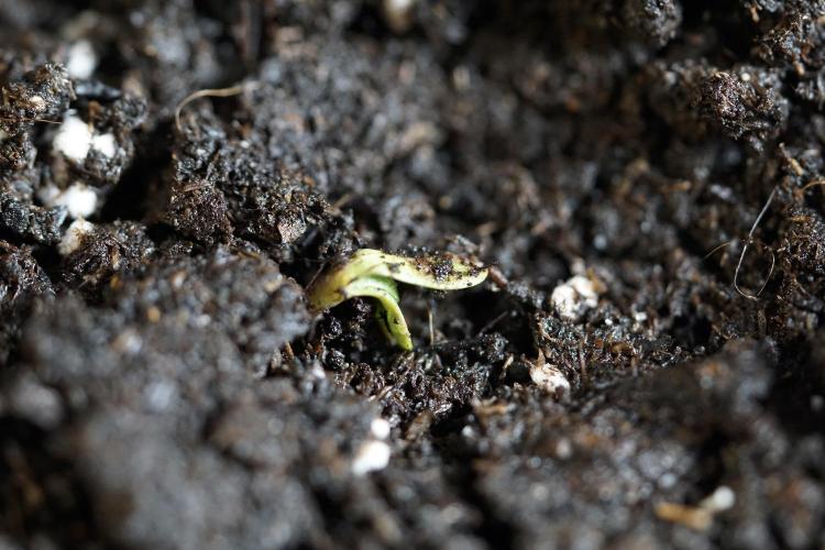 TicaL X Zamnesia-NectarDrip pack#268/750. Week 1 - week 1