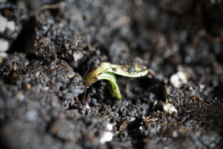 TicaL X Zamnesia-NectarDrip pack#268/750. Week 1 - week 1