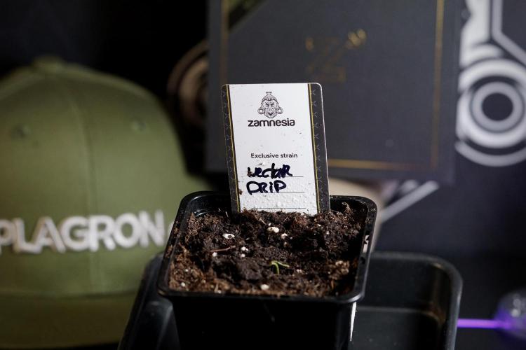 TicaL X Zamnesia-NectarDrip pack#268/750. Week 1 - week 1