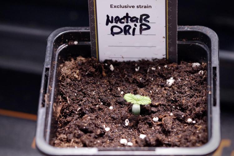 TicaL X Zamnesia-NectarDrip pack#268/750. Week 1 - week 1