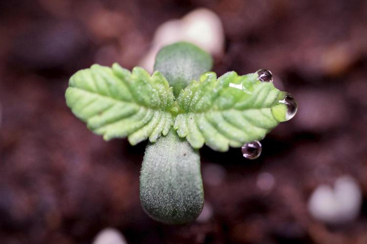 TicaL X Zamnesia-NectarDrip pack#268/750. Week 1 - week 1