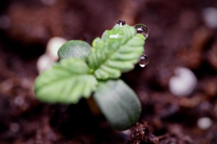 TicaL X Zamnesia-NectarDrip pack#268/750. Week 1 - week 1