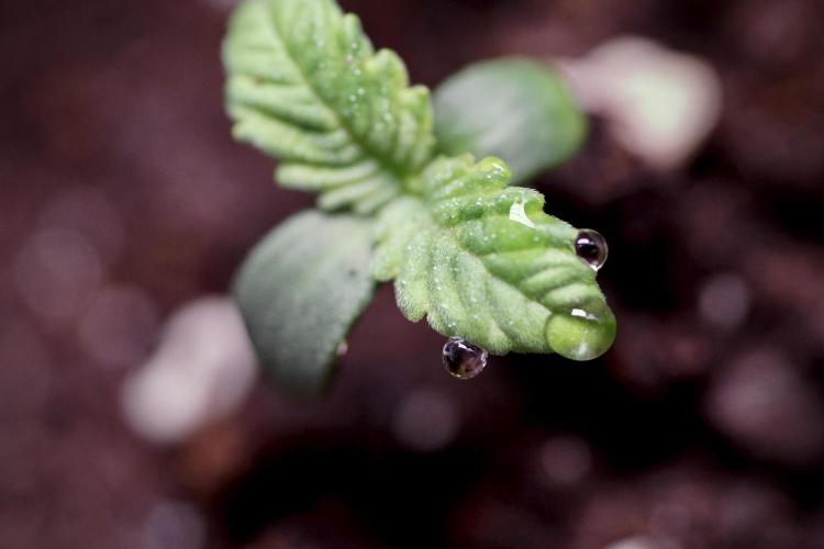 TicaL X Zamnesia-NectarDrip pack#268/750. Week 1 - week 1