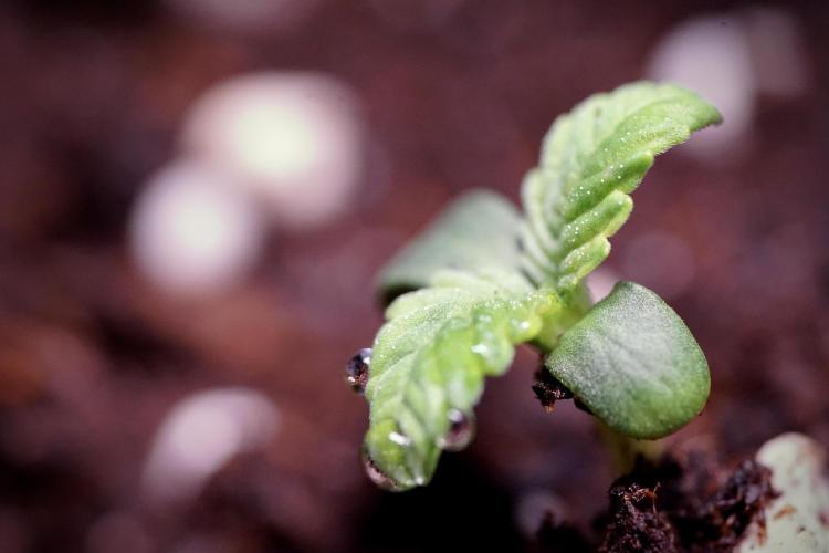 TicaL X Zamnesia-NectarDrip pack#268/750. Week 1 - week 1