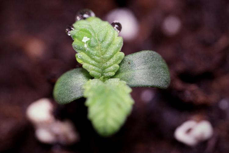 TicaL X Zamnesia-NectarDrip pack#268/750. Week 1 - week 1