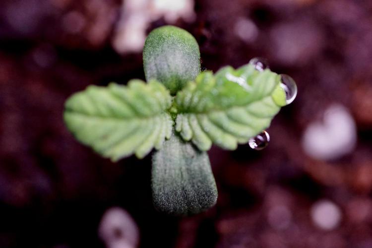 TicaL X Zamnesia-NectarDrip pack#268/750. Week 1 - week 1