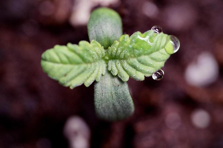 TicaL X Zamnesia-NectarDrip pack#268/750. Week 1 - week 1