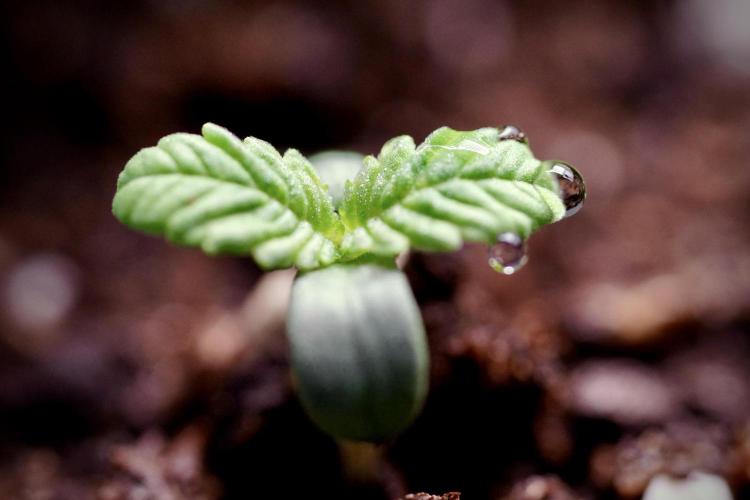 TicaL X Zamnesia-NectarDrip pack#268/750. Week 1 - week 1