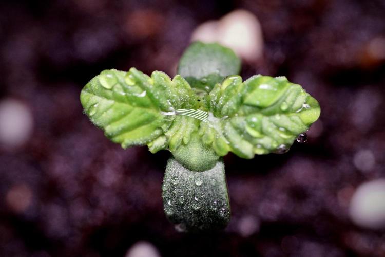 TicaL X Zamnesia-NectarDrip pack#268/750. Week 1 - week 1