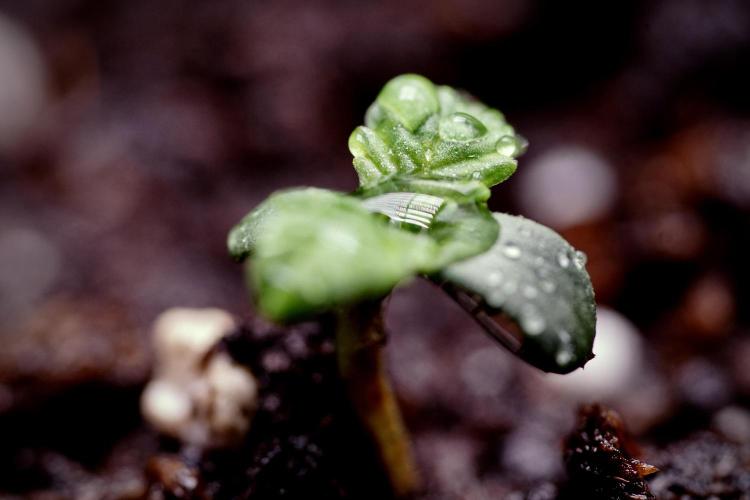 TicaL X Zamnesia-NectarDrip pack#268/750. Week 1 - week 1