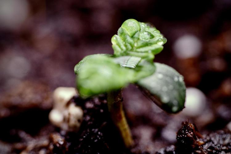 TicaL X Zamnesia-NectarDrip pack#268/750. Week 1 - week 1