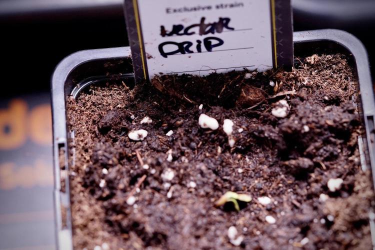 TicaL X Zamnesia-NectarDrip pack#268/750. Week 1 - week 1