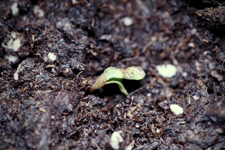 TicaL X Zamnesia-NectarDrip pack#268/750. Week 1 - week 1