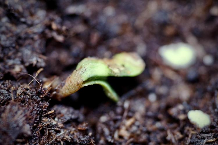 TicaL X Zamnesia-NectarDrip pack#268/750. Week 1 - week 1