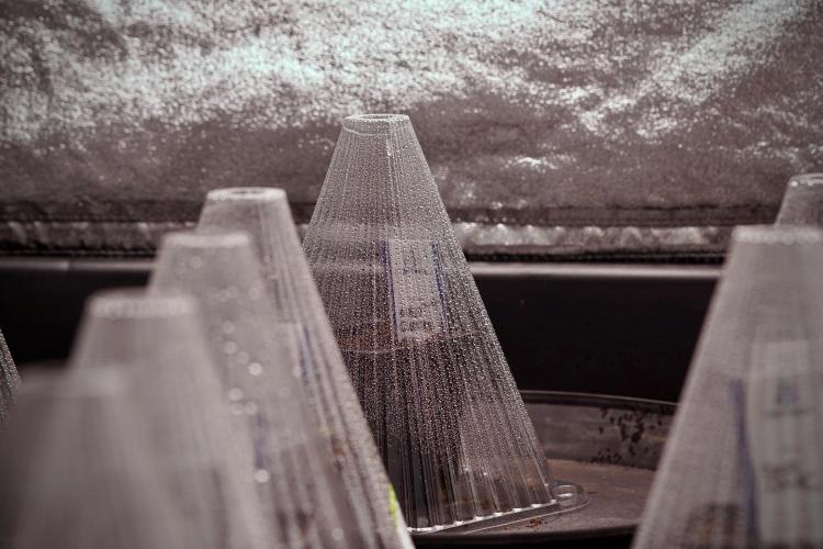 TicaL X Zamnesia-NectarDrip pack#268/750. Week 1 - dome land 