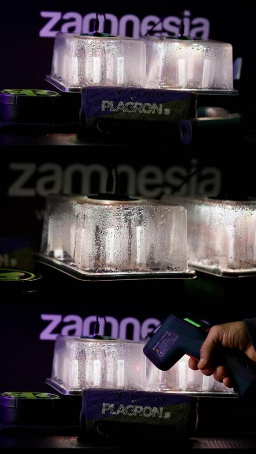 TicaL X Zamnesia-NectarDrip pack#268/750. Week 1 - germination tour in to week 1