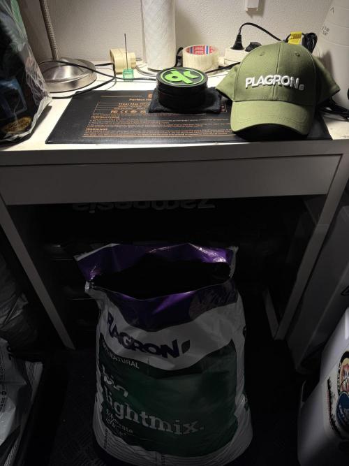 TicaL X Zamnesia-NectarDrip pack#268/750. Week 1 - germination tour in to week 1