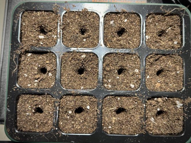 TicaL X Zamnesia-NectarDrip pack#268/750. Week 1 - germination tour in to week 1