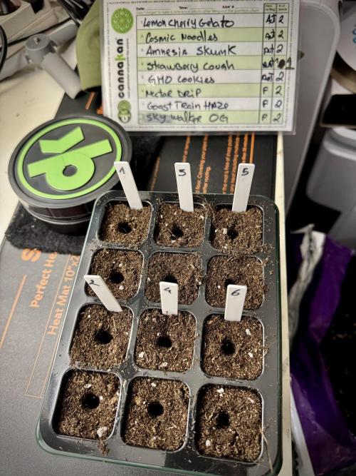 TicaL X Zamnesia-NectarDrip pack#268/750. Week 1 - germination tour in to week 1