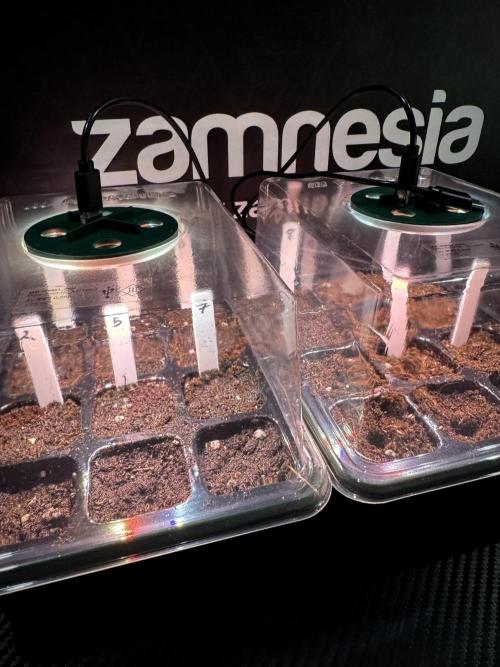 TicaL X Zamnesia-NectarDrip pack#268/750. Week 1 - germination tour in to week 1