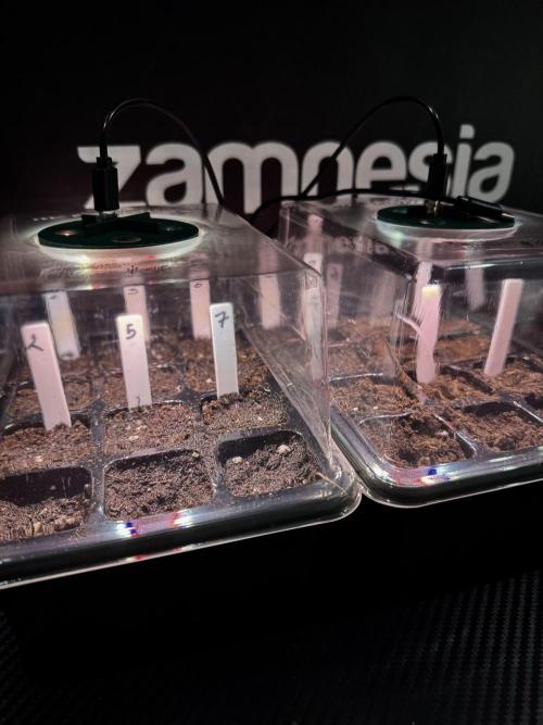 TicaL X Zamnesia-NectarDrip pack#268/750. Week 1 - germination tour in to week 1