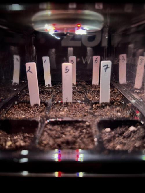 TicaL X Zamnesia-NectarDrip pack#268/750. Week 1 - germination tour in to week 1