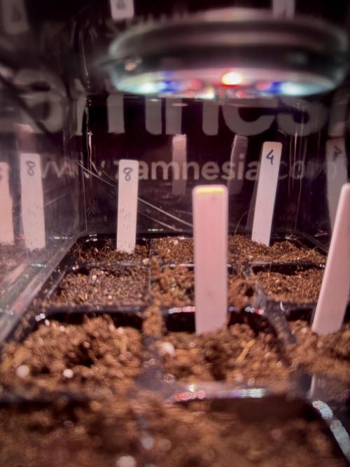 TicaL X Zamnesia-NectarDrip pack#268/750. Week 1 - germination tour in to week 1