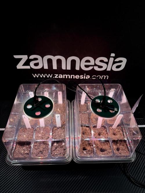 TicaL X Zamnesia-NectarDrip pack#268/750. Week 1 - germination tour in to week 1
