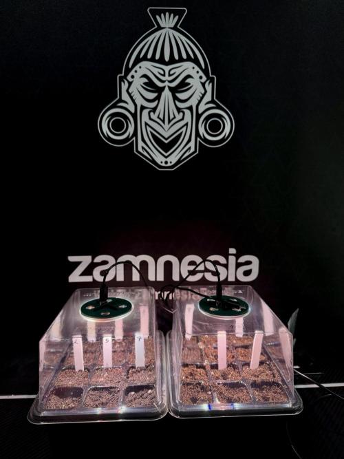 TicaL X Zamnesia-NectarDrip pack#268/750. Week 1 - germination tour in to week 1