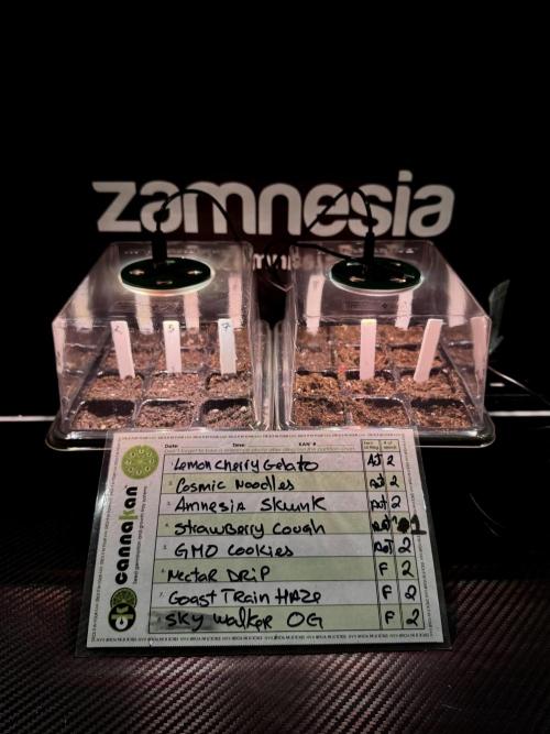 TicaL X Zamnesia-NectarDrip pack#268/750. Week 1 - germination tour in to week 1