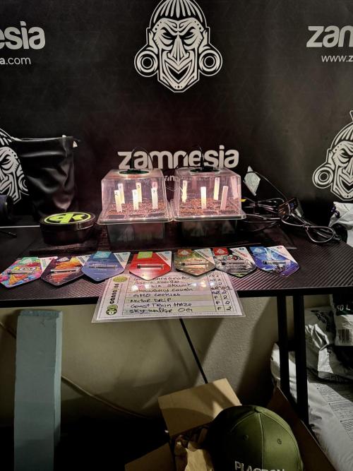 TicaL X Zamnesia-NectarDrip pack#268/750. Week 1 - germination tour in to week 1