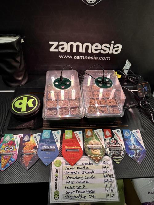 TicaL X Zamnesia-NectarDrip pack#268/750. Week 1 - germination tour in to week 1