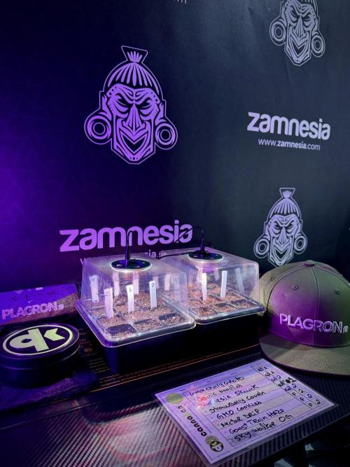 TicaL X Zamnesia-NectarDrip pack#268/750. Week 1 - germination tour in to week 1