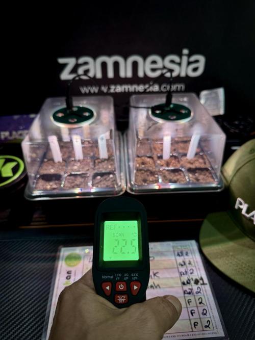 TicaL X Zamnesia-NectarDrip pack#268/750. Week 1 - germination tour in to week 1