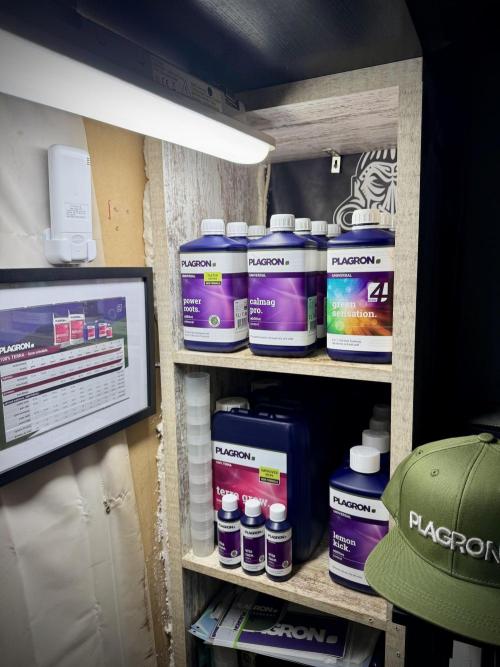 TicaL X Zamnesia-NectarDrip pack#268/750. Week 1 - Room Vibes