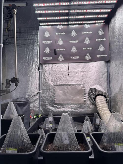 TicaL X Zamnesia-NectarDrip pack#268/750. Week 1 - Dome Land