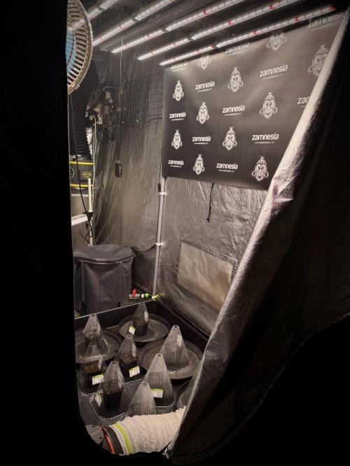 TicaL X Zamnesia-NectarDrip pack#268/750. Week 1 - Room Vibes